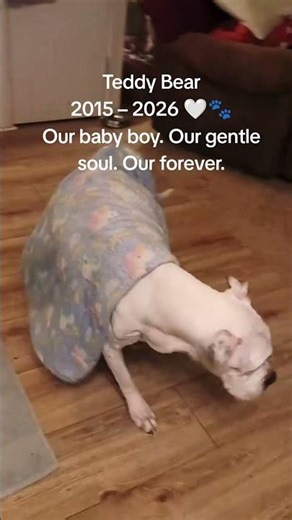 RIP Teddy Bear 🐾 Forever loved, forever missed. Run free sweet boy. 💛#shorts #RainbowBridge