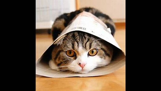 10 Cats Made Famous by YouTube