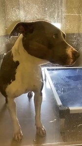 NOW STATUS RED! URGENT! Involved in kennel fight, cleaned cuts and scratches. Left lateral front leg had two small superficial punctures. Showing signs of kennel stress, has been in shelter for a month. ✨ANGEL Id : #A1653915 I am a spayed female, 51.00 lbs, blue and white Pit Bull Terrier. I am estimated to be about 3 years old. I have been at the shelter since 12/16/2021. Ph link: https://petharbor.com/pet.asp?uaid=RVSD.A1653915 Email 📧: adoptions@rivco.org or shelterinfo@rivco.org Phone ☎️: 9