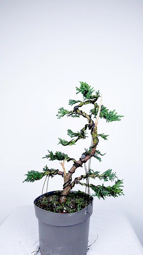 How to Bend a Bonsai 31 - Hinoki Cypress var. „Draht“