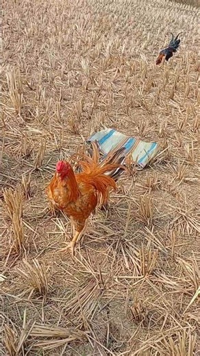 assel murga 🐓 #parrt #murga #youtubeshorts #subscribe #fighter