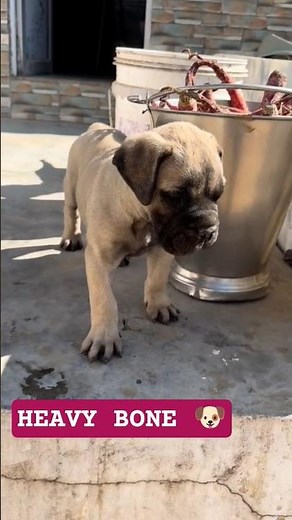Bullmastiff Puppy For Sale 💰 | Best Price | Ready to Go