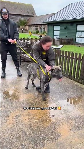 Congratulate Cara on her new home! | Dogs Trust