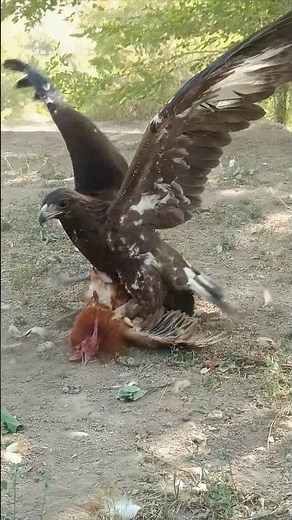 Amazing Flexible Skills Eagle Hunting Bird of Prey