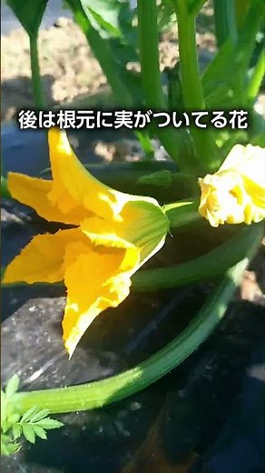 ズッキーニ栽培のポイント 人工受粉のやり方 #農業 #家庭菜園 #自給自足