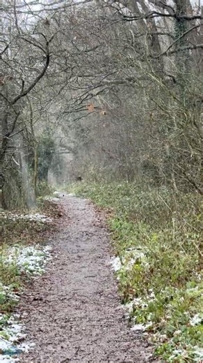 Rain On Forest Path | Calm Nature Walk