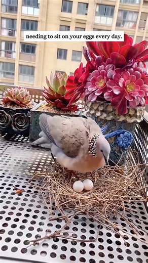 1M views · 10K reactions | Against All Odds – Heroic Pet Rescues That Change Lives | kelompok tari lewai langit Tanjung Isuy | Facebook