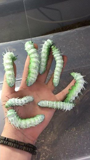Huge atlas moth Caterpillars
