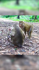 Million cute baby monkey Part 4 | Monkey Magic