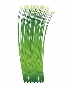 Ail frais et ciboulette sur fond blanc