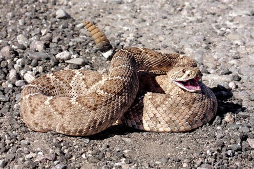 What state has the most rattlesnakes? See Arizona's species
