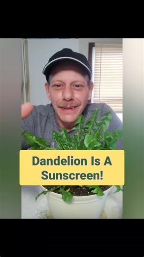Dandelion > SPF 50? 🌼☀️ Not my claim. A 2015 State Science Fair project. Check the screenshots. Should I make a dandelion lotion next? #sciencemeetsnature #dandelion #science #natural #skincare