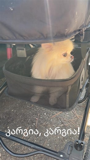 #tbilisigeorgia🇬🇪 #ჩვენვერთობით #კარგიაკარგია #FORIUZE