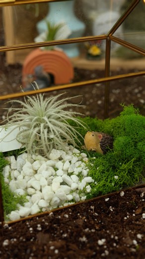 🌬️🪴 AIR PLANT CARE TIPS 🤲🌿 Air plants are some of the most versatile houseplants — perfect for terrariums, hanging displays, or simply sitting pretty on a shelf! ✨ Here are a few key tips to keep them happy and thriving: 💡 Light: Place in bright, indirect light. 💧 Moisture: Avoid dry or drafty spots — mist or soak as needed. 🌬️ Air: Good airflow is essential — they love fresh oxygen! 🌡️ Temperature: Keep them around 70°F or warmer. 🌸 Fertilizer: Use a gentle air plant fertilizer about o