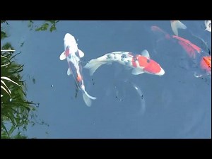 Koi Pond Water Quality: Effective Management with Minimal Filtration