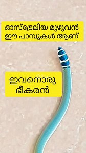 ഇവൻ ആള് പ്യാവം ആണ് ഹേയ് Australian legless lizard. #australiamalayalamvideos #cairnsmalayali #malayalamreels #australianmallu #malayalipoliyalle #NewZealandMalayali #australianmalayalees #australianmalayali #leglesslizard #legless #lizard #australia #reel #reels | RJ Victor ഓസ്ട്രേലിയ & ന്യൂസീലൻഡ്