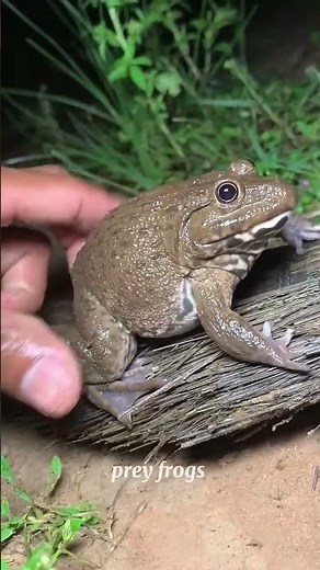 touching the frog #frog #funny #animals #comedy #animation