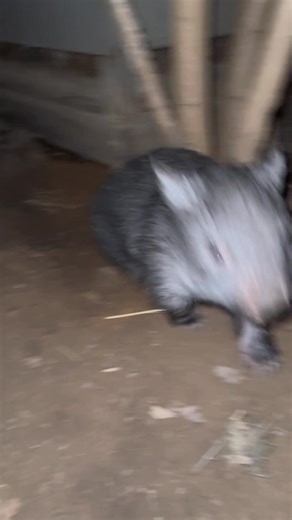 World of Wombats on TikTok
