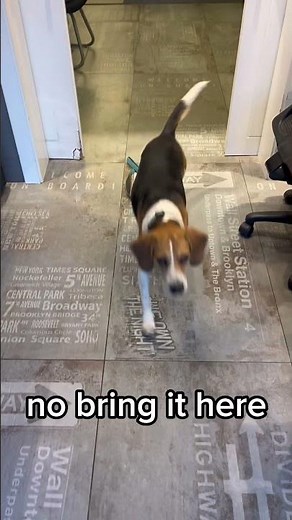 Smart beagle Training | Bring the Leash & Ring the Bell #beagle
