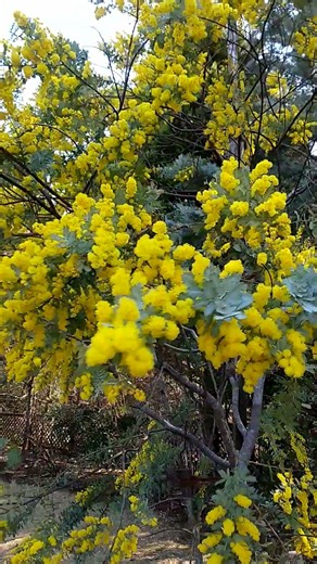 【春の花木】銀葉アカシア （ギンヨウアカシア）【清水公園】 #shorts＃ギンヨウアカシア＃樹木＃清水公園＃黄色の花＃ミモザ