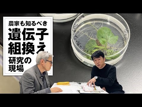 農家も知るべき、遺伝子組換え研究現場！大阪公立大学 小泉先生と対談＆ゴールデンライスを実食