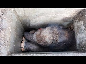 Rescue mission to save cute baby elephant trapped in a drain | Elephant rescue
