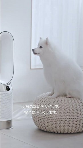 ついに扇風機シーズン到来…🍃ダイソンの羽根のない扇風機で、安全に涼しく #dyson #ダイソン#ダイソン空気清浄機 #犬のいる生活 #日本スピッツ