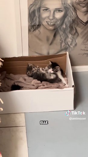 Guide de l'alimentation saine pour votre chat