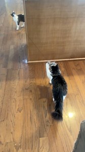 14M views · 164K reactions | Cat baseball.  #cats #cattoy #catvideos | Justin Jones | Facebook