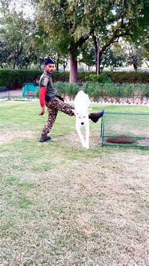 Ravi Dog Trainer | 🐕‍🦺LABRADOR🐕‍🦺Basic jump practice program #instgram #short #dog | Instagram