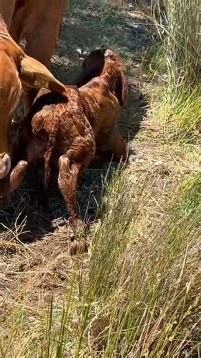 16 reactions | Bovine Reproductive Training on Reels | Facebook