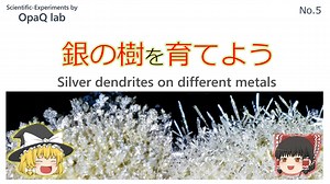 銀の樹を育てよう：銀樹の顕微鏡観察