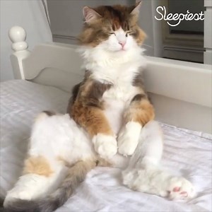 22K views · 86 reactions | When you can't fight the urge to fall asleep any longer... ❤️ | Sleepiest | Facebook