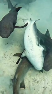 Why Do Sharks Fight Each Other? | ARK action