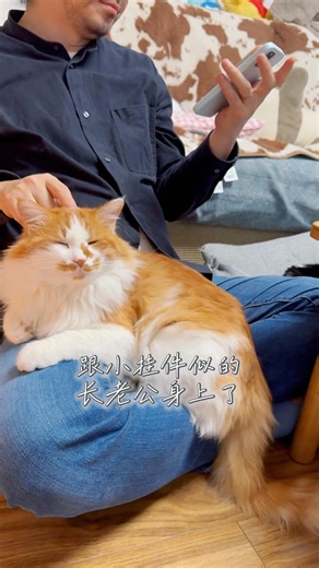 Miyo喵很多 on Instagram: "小长毛有了老公的独宠，生活得游刃有余！🤭 #cats #流浪猫 #橘猫 #貓奴日常 #cats_of_instagram"