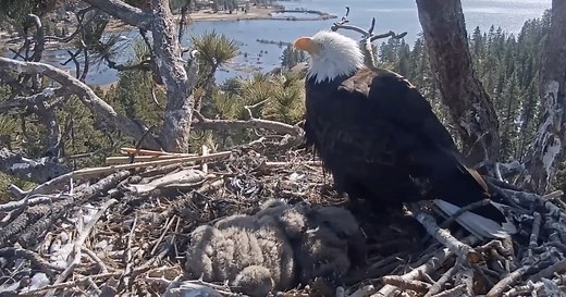 Big Bear bald eagles live cam: FOBBV gives update on Sunny and Gizmo's growth