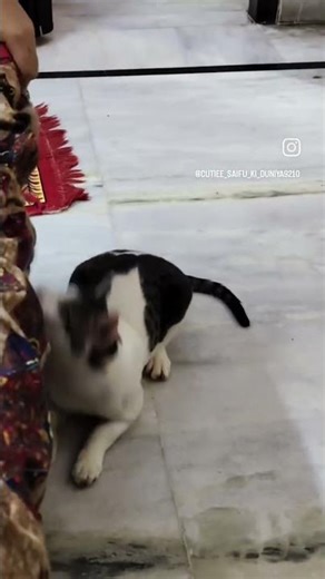 matargashti...... 💀😁 #cat #catlove #adorably