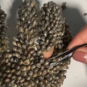 Tick Removal: A Step-by-Step Guide #skin #ticks #removetick #loveticks | Luke Herrera