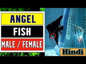 Angelfish Male and Female differences #Angelfishgender