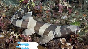 10 Most Rare Shark Species Hidden in The Ocean