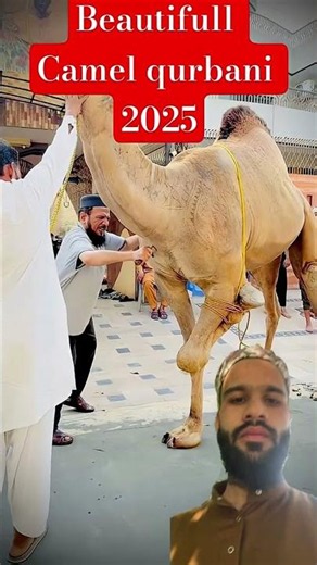 Amazing camel 🐪 qurbani 🔪🔪