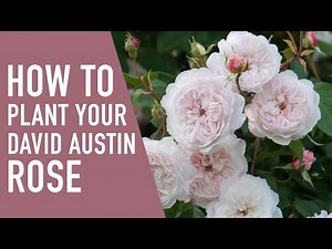 How to Plant & Care for your David Austin Rose 🌹 | West Coast Gardens