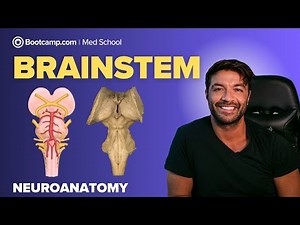 Brainstem Anatomy for Medical Students | Midbrain, Pons & Medulla Explained