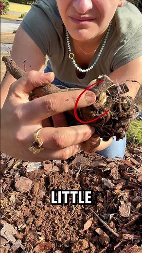 How to plant peonies - easiest perennial to grow with EPIC blooms that’s practically indestructible