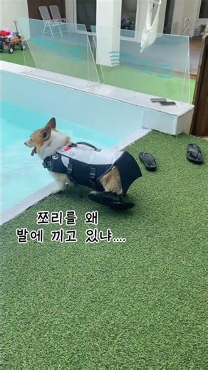 토리는 못 말려! #welshcorgi #강아지 #도토리 #웰시코기 #코기 #corgi #Tory #토리