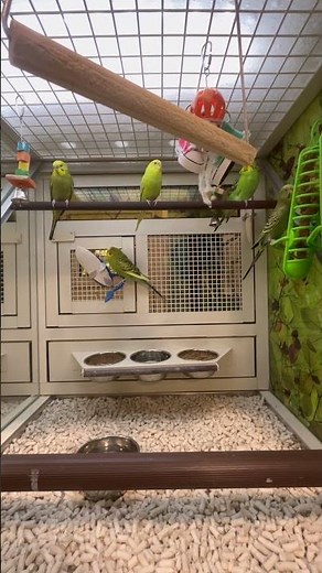 Pet Smart Green Parakeets #parakeet #parakeets #parakeetlovers #parakeetchirping #parakeetsounds