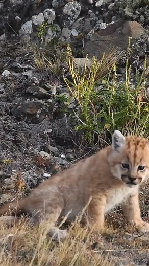 ✨Sometimes animals have more compassion, love and understanding of life than humans 💚💛 PART 2 The cub that you saw in the last video was the first litter of Coiron 🐈. The cub was born with a disability in which it had paralyzed the back legs 😔.. it didn’t have a long life, and her mom gave the cub all the love and care necessary to enjoy its short life 🌷 #pumaland ✨A veces los animales tienen más compasión, amor y entendimiento de la vida que los seres humanos 💚💛 PARTE 2 El cachorro que v