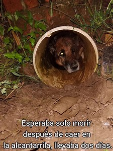 86K views · 3.2K reactions | #Regional #Samaniego en nuestro municipio valoramos cada vida, los buenos somos mas, , nos importa la vida por más pequeña que sea, queremos destacar que sin importar la hora y la lluvia existen más las personas buenas, gracias y ojalá tod@s tengamos ese espíritu animalista de ayudar y cuidar  | Pasto Denuncias | Facebook