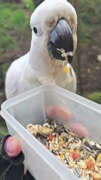 Angry bird! Bucket take-over!