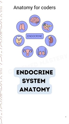 CPC Exam Endocrine System | Anatomy Question Explained in 26 Seconds! #shorts